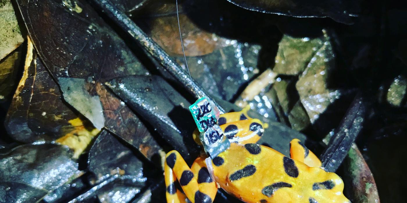 Variable Harlequin Frogs Return to the Wild