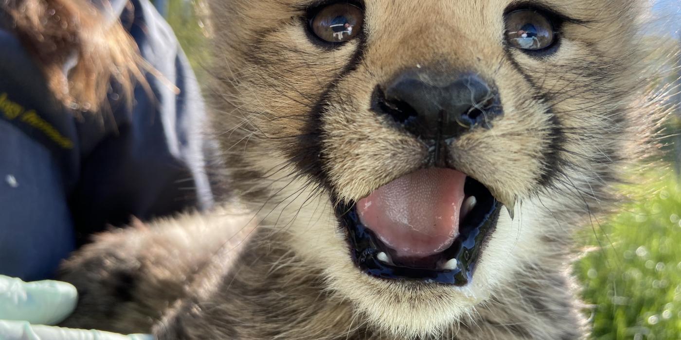 A close up photo of a cheetah cub's face with mouth open and tiny teeth showing