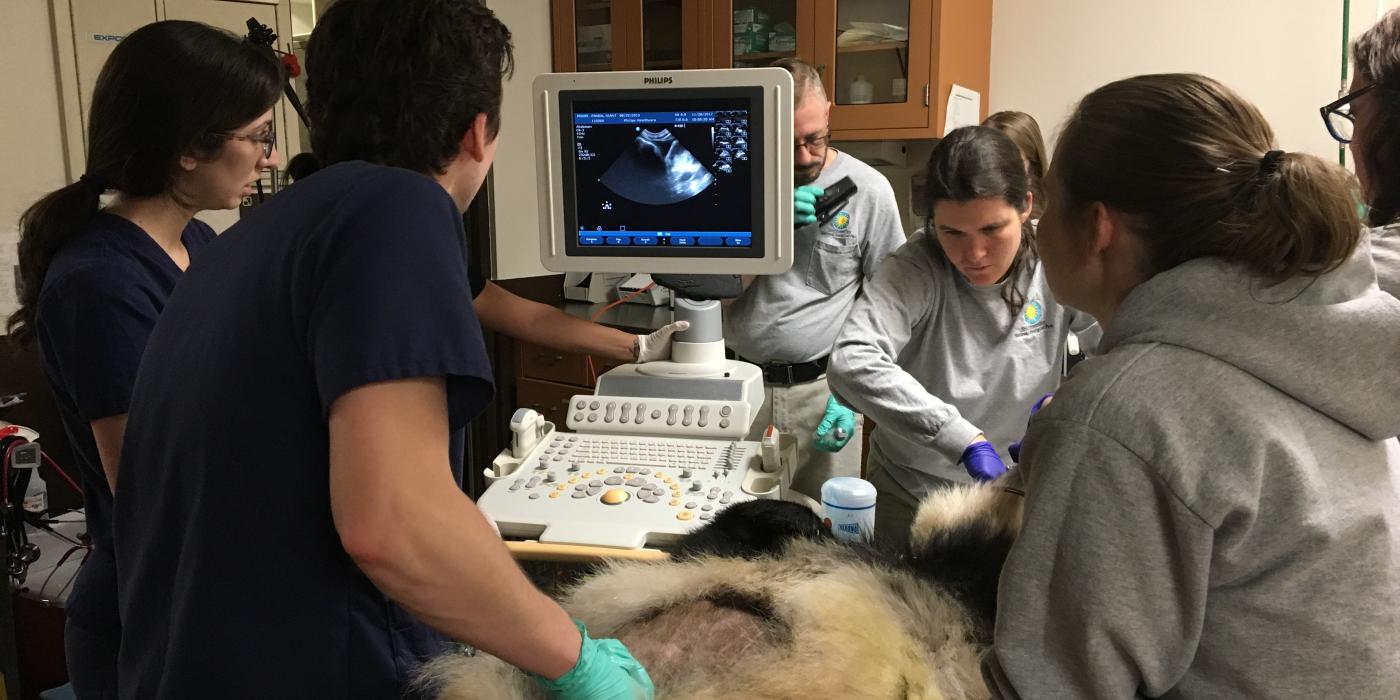 Bei Bei's veterinary exam 