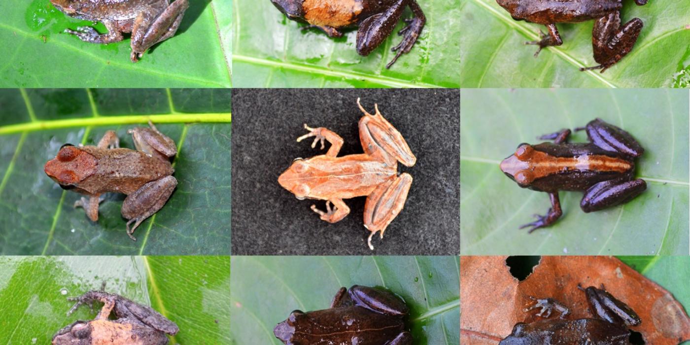 DNA barcoding revealed that these frogs all belong to the same species: the Eare