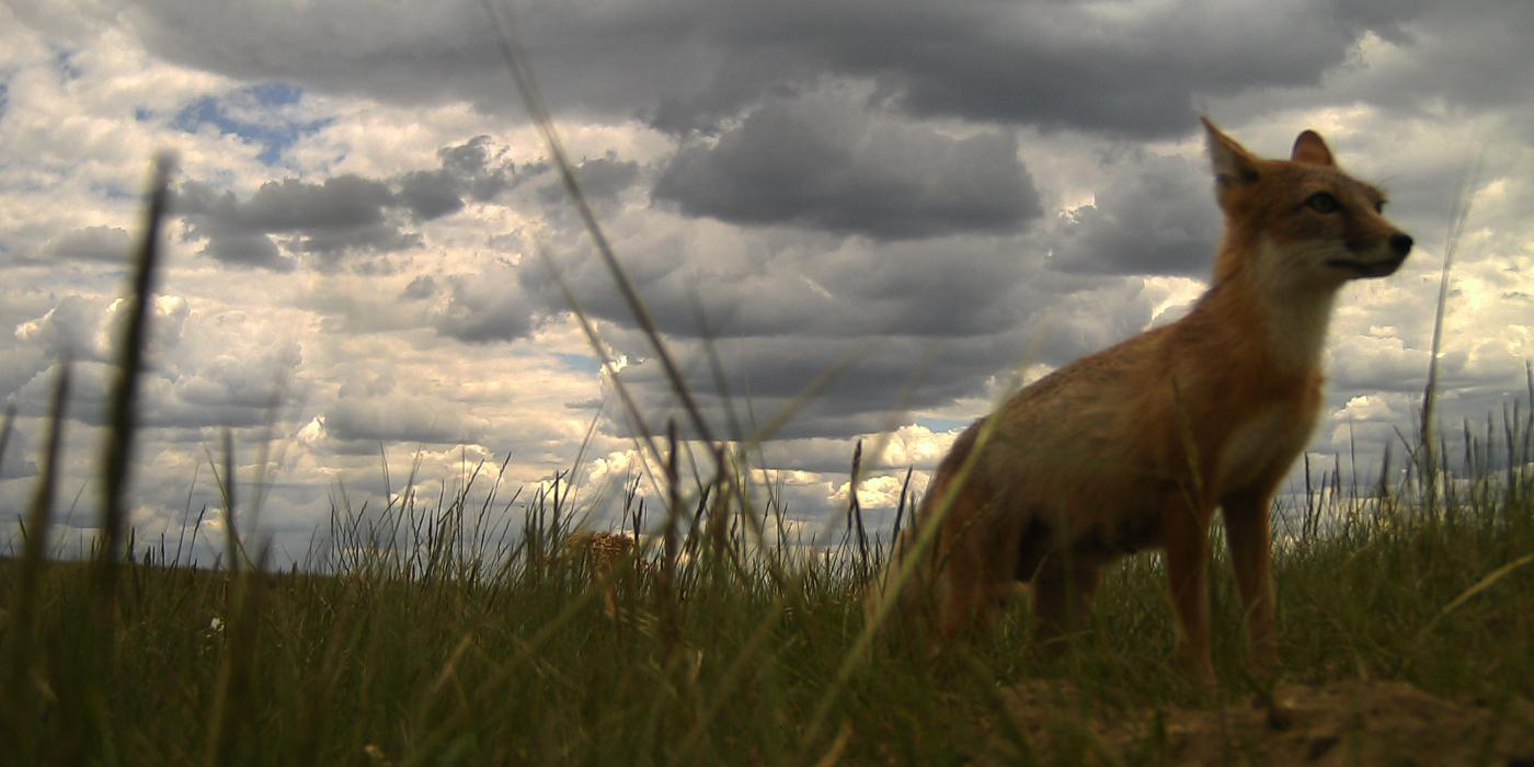 A small fox, called a swift fox, standing on Montana's grassy plains under a cloudy sky. The photo was captured by a camera trap.