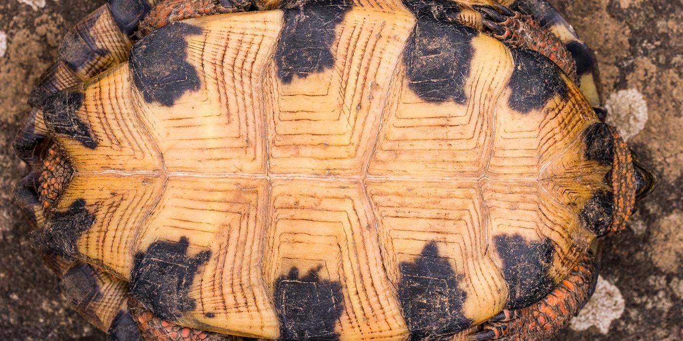 The plastron, or belly, of a female wood turtle
