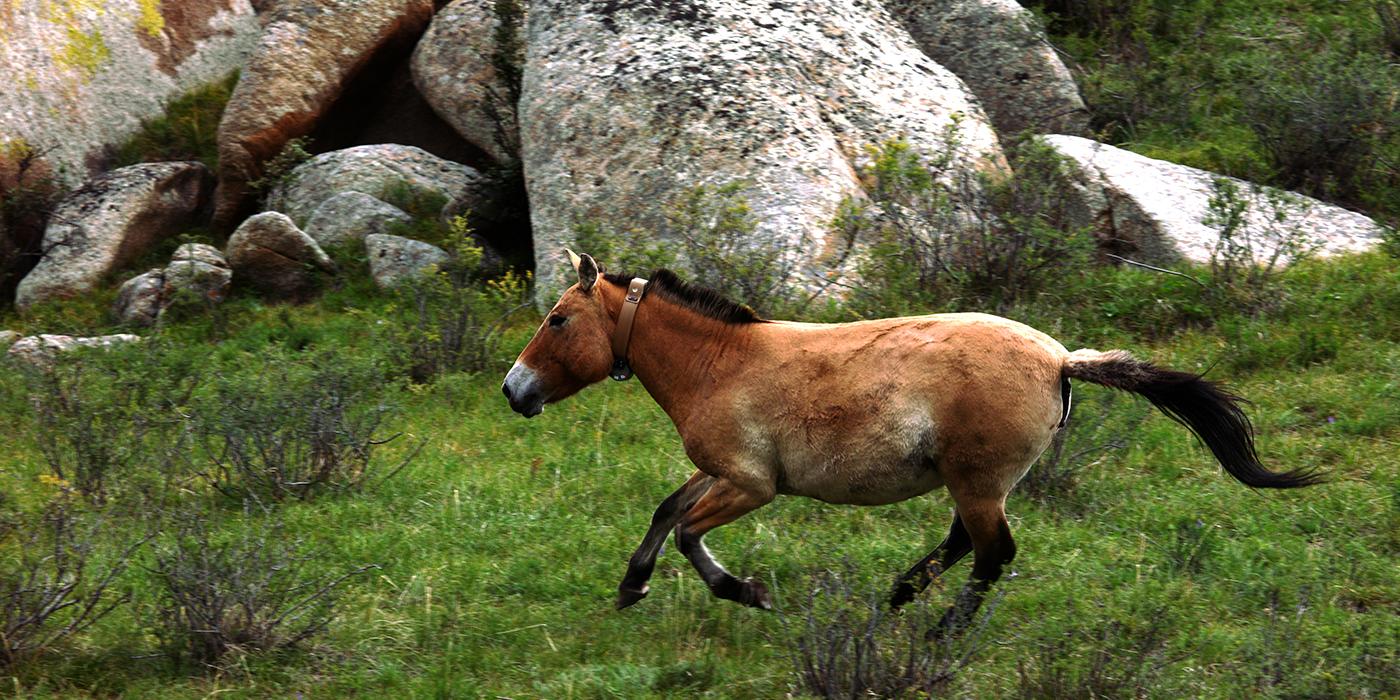 A Przewalski's horse running through the grass with large boulders in the background