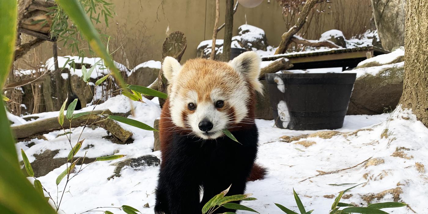 Red panda Asa standing in the snow and eating bamboo. 