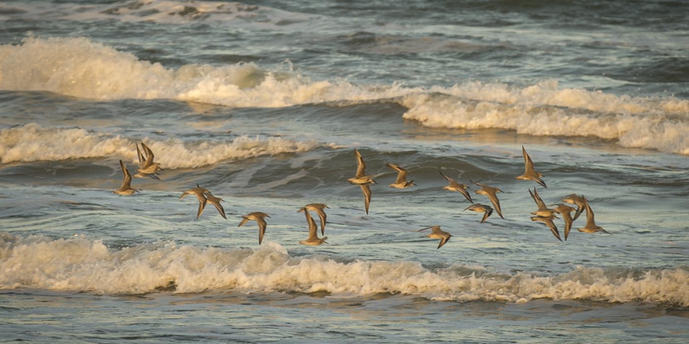 a flock of birds flies over beach waves