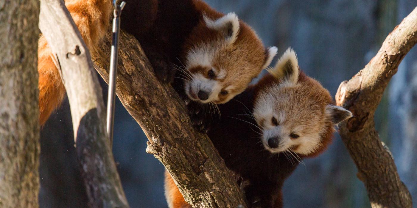 Red pandas