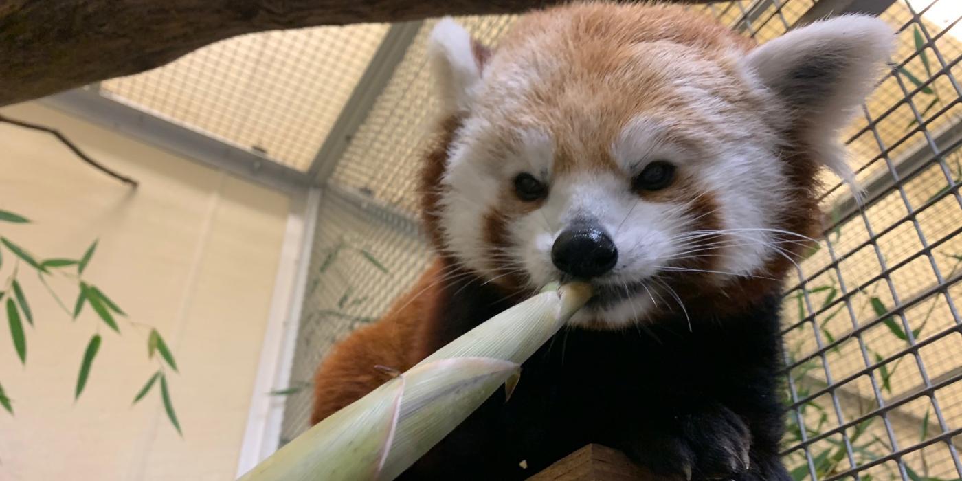 Red panda Asa eating a bamboo shoot at Asia Trail.