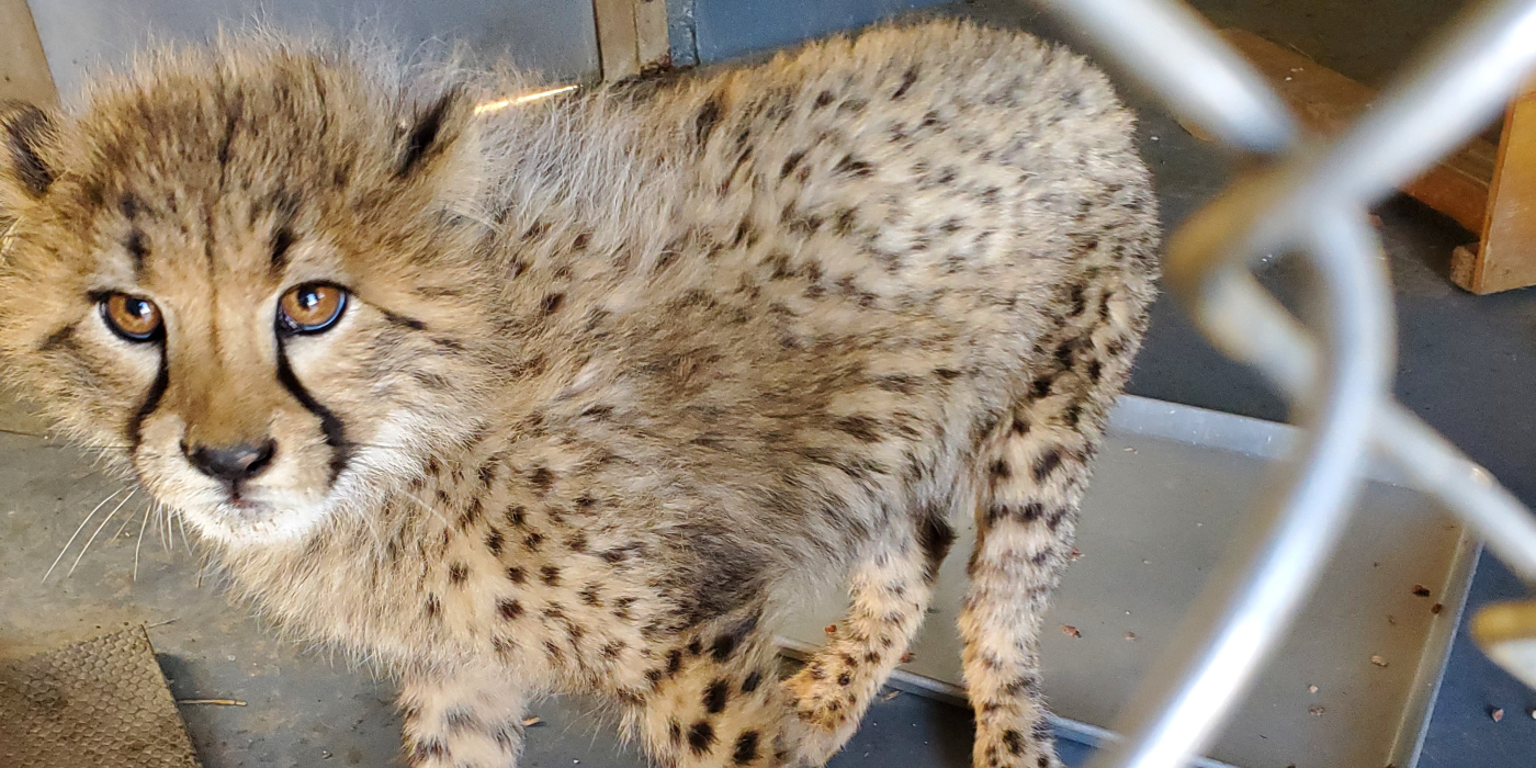 18-month-old female cheetah cub, Kuki, stands on the other side of a fence. She is looking up at the keeper taking the photo and there is an empty metal tray on the ground behind her. 