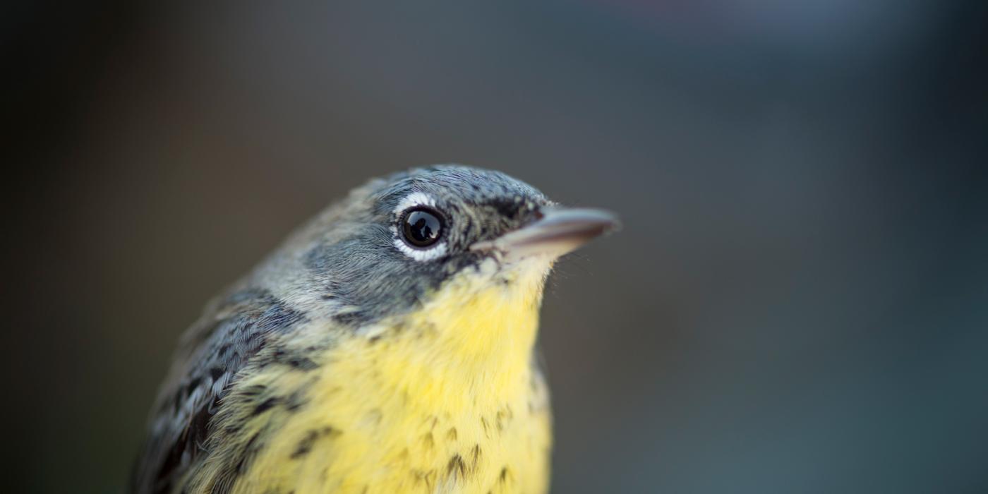 A close-up of a Kirtland's warbler songbird