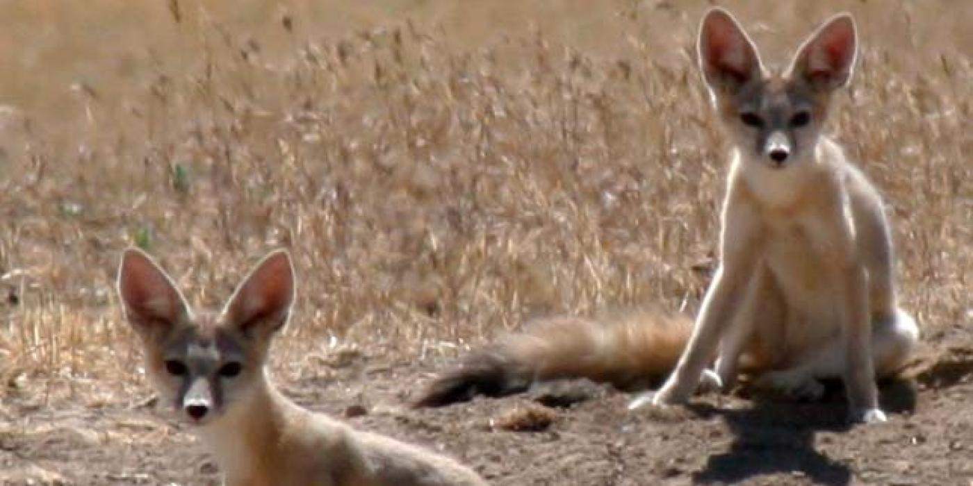 San Joaquin Kit Foxes