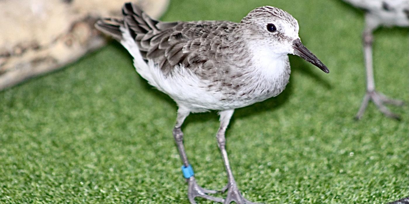 A sanderling walks on green turf next to a driftwood log. 