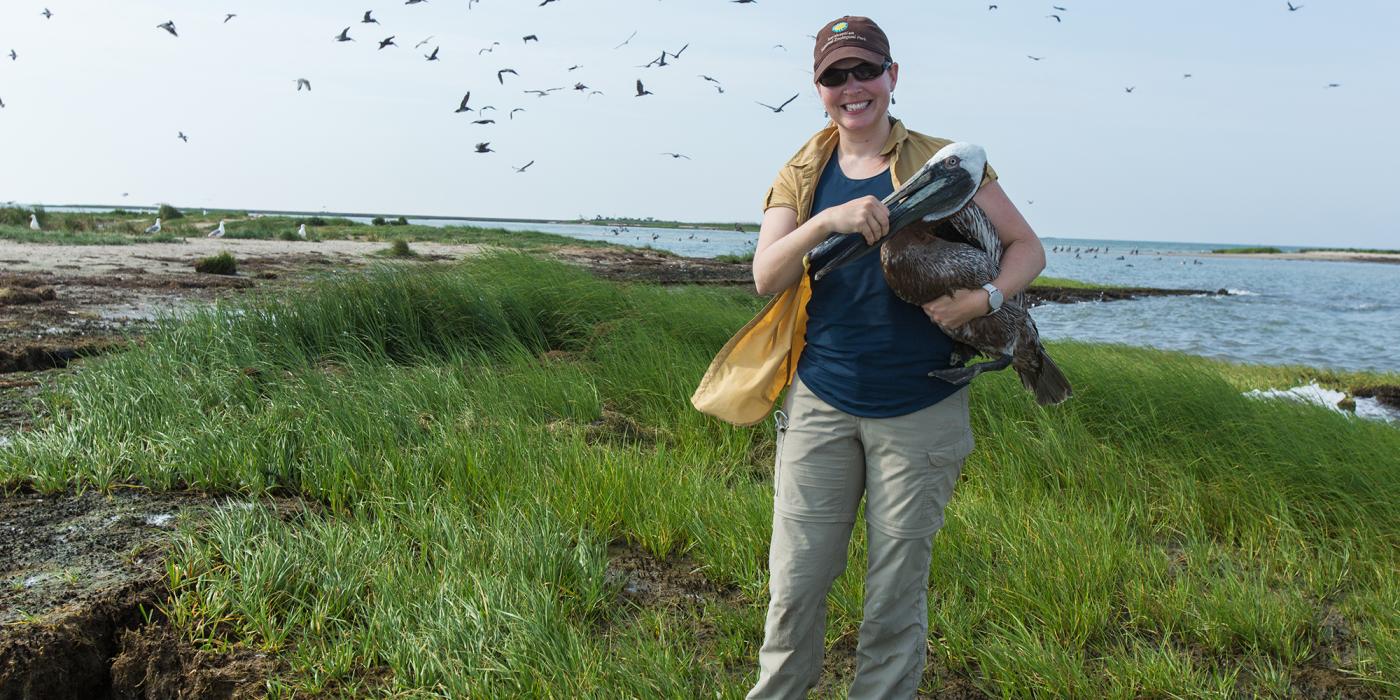 A scientist standing on a grassy island holding a brown pelican under her arm. Birds fly in the background.