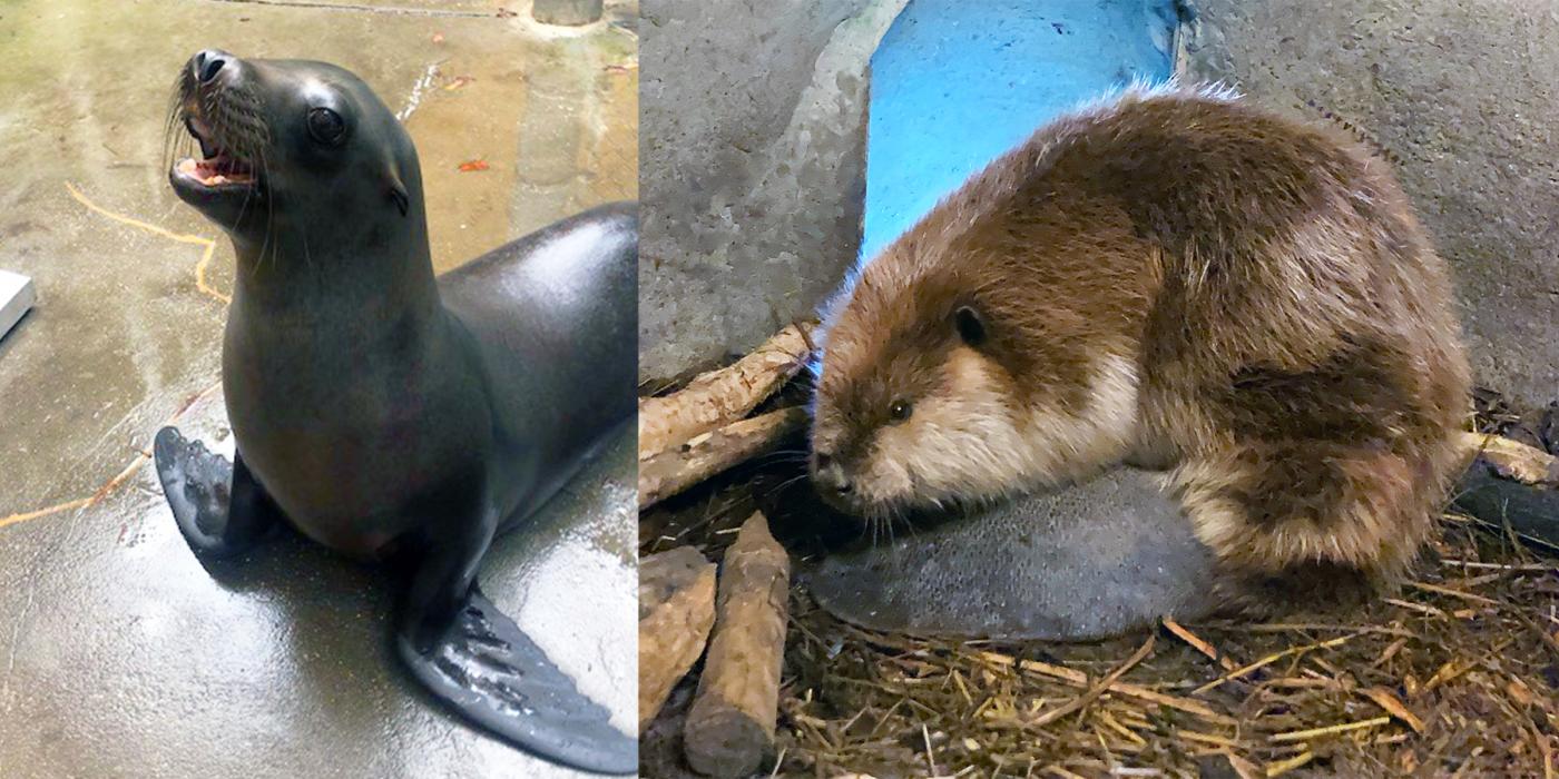 Sea lion Charger and North American beaver Poppy at the American Trail exhibit. 