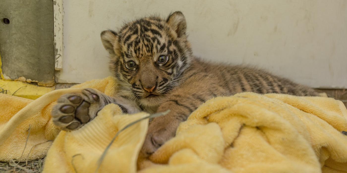 The Smithsonian's National Zoo's male Sumatran tiger cub was born July 11 to mother Damai and father Sparky. 