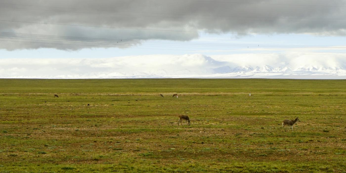 Tibetan antelopes grazing in China in the summer. 