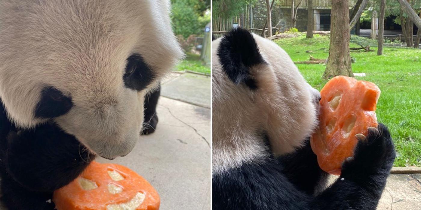 Tian Tian and Mei Xiang received pumpkin-shaped treats for Halloween. 