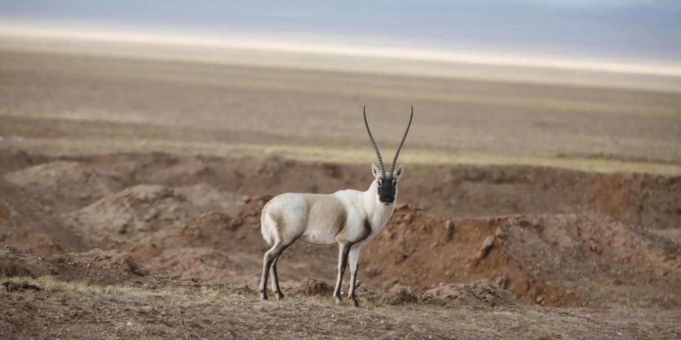 An adult Tibetan antelope in rural west China. 