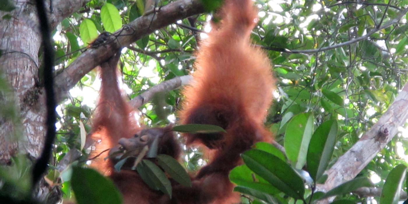 Two young orangutans play in the trees in Borneo at the Tuanan Orangutan Research Station. 