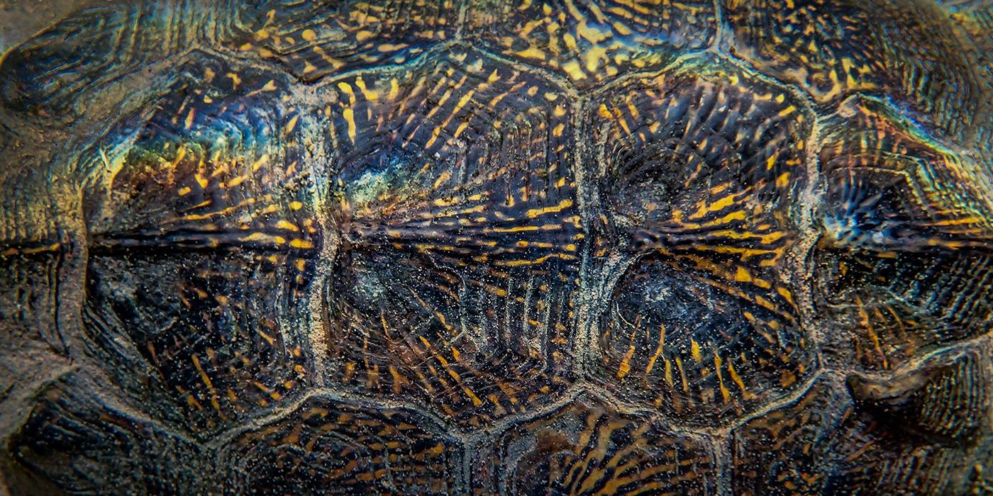 A close-up photo of a wood turtle's carapace (shell) underwater