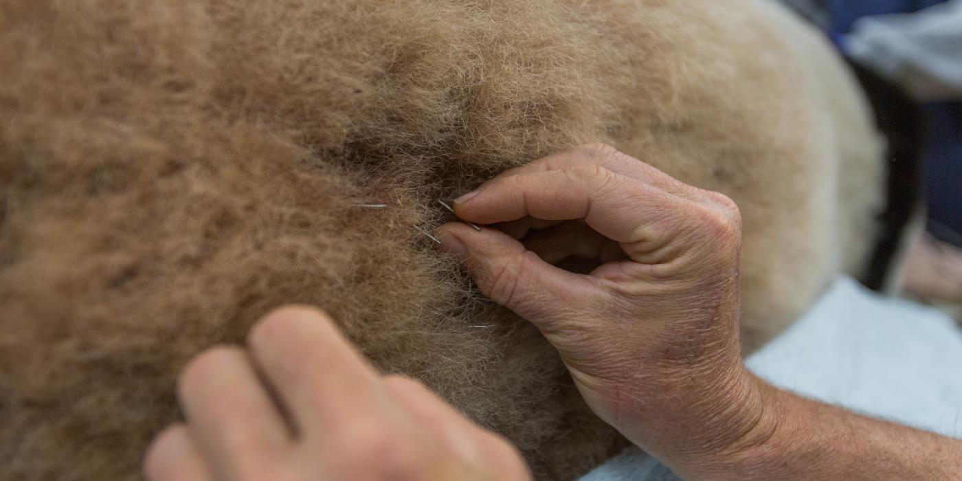 Tian Tian receiving acupuncture. 