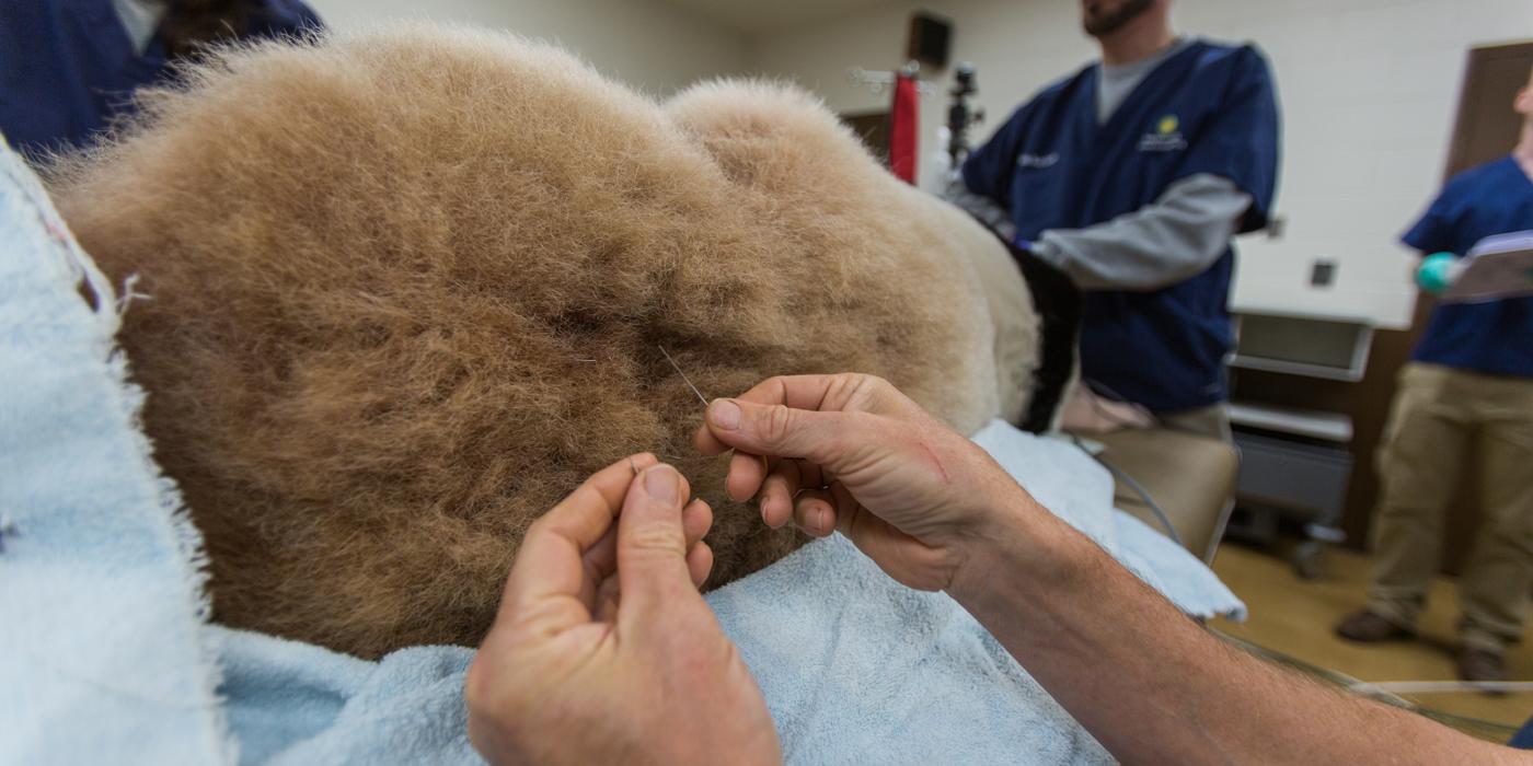 Tian Tian receiving acupuncture. 