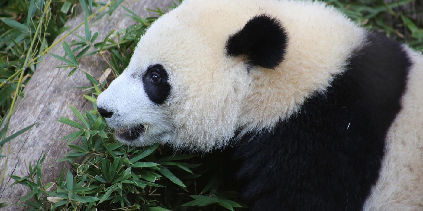 Bei Bei 