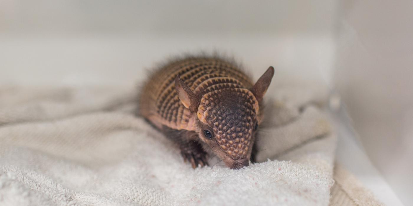 A screaming hairy armadillo pup in an incubator on a bed of towels. 