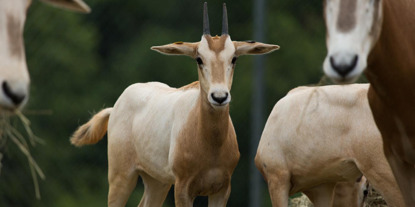 Female scimitar-horned oryx calf 