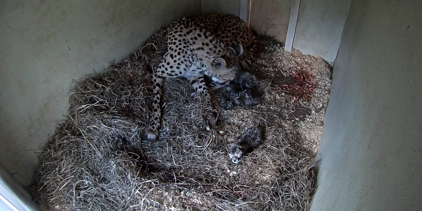Animal care staff at the Smithsonian Conservation Biology Institute welcomed a litter of cubs to mother Echo April 8. Photo: Smithsonian Conservation Biology Institute A female cheetah cub lays on a bed of hay in a den where she has just given birth to three cubs. The three small, newborn cheetah cubs can be seen around her in the hay.