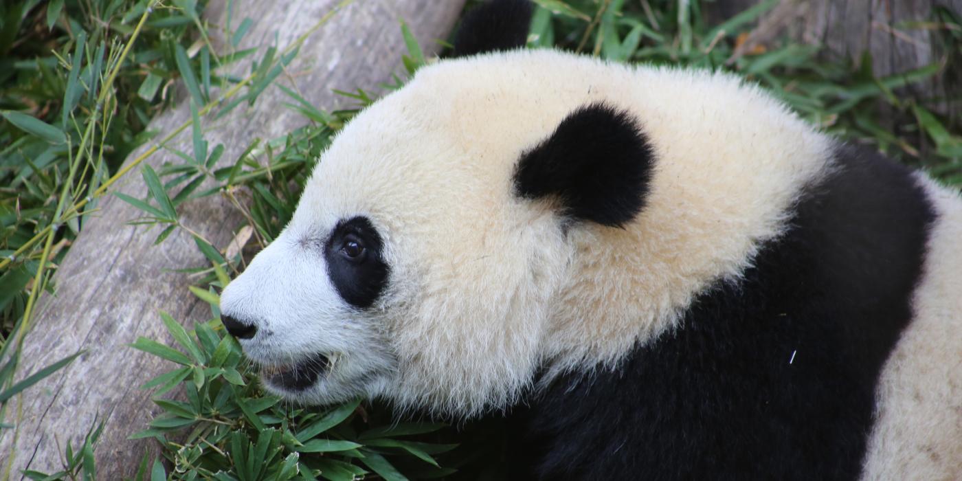 Bei Bei 