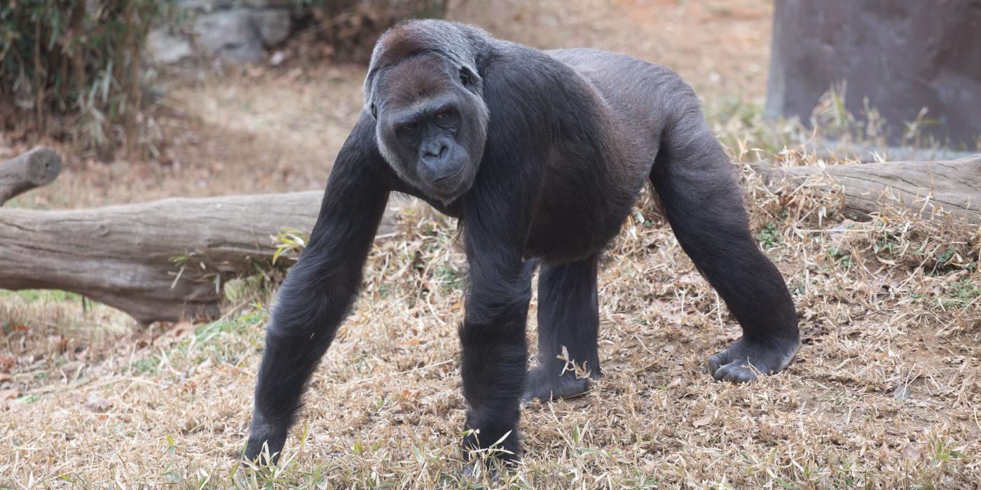 Calaya explores the Great Ape House outdoor habitat on Feb. 1, 2018. Western Lowland Gorilla Calaya