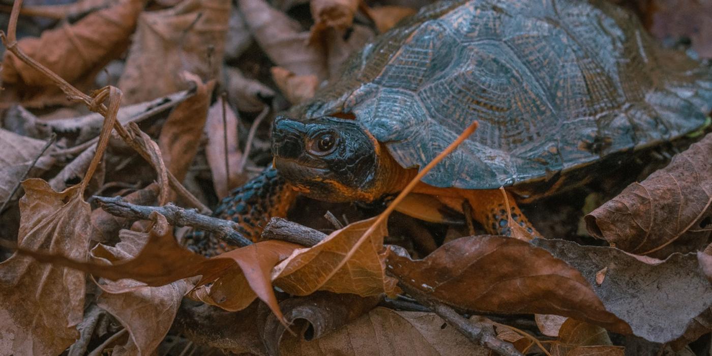 A small wood turtle stands in a pile of fallen leaves in a forest