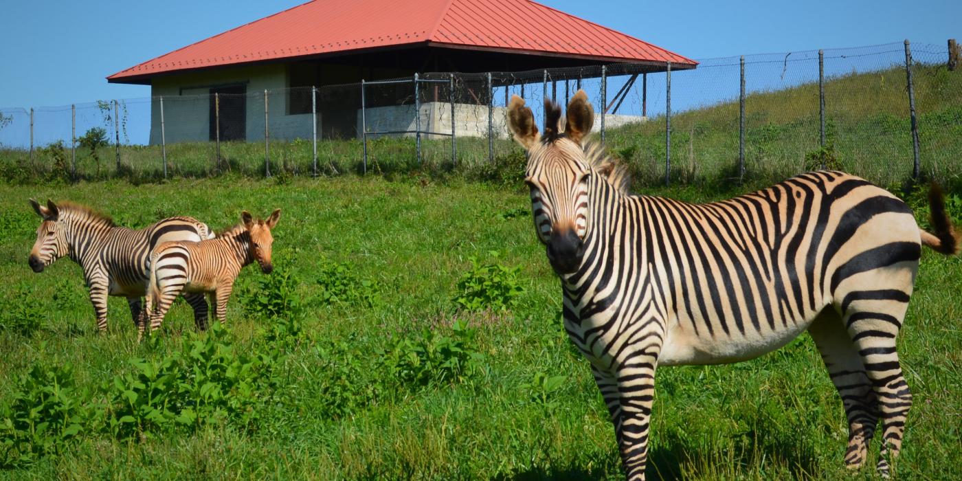 Hartmann's mountain zebra herd in their pasture at SCBI. 