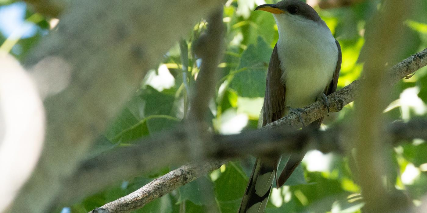 A bird, called a yellow-billed cuckoo, with a long tail and a yellow bill perches on a branch in a tree