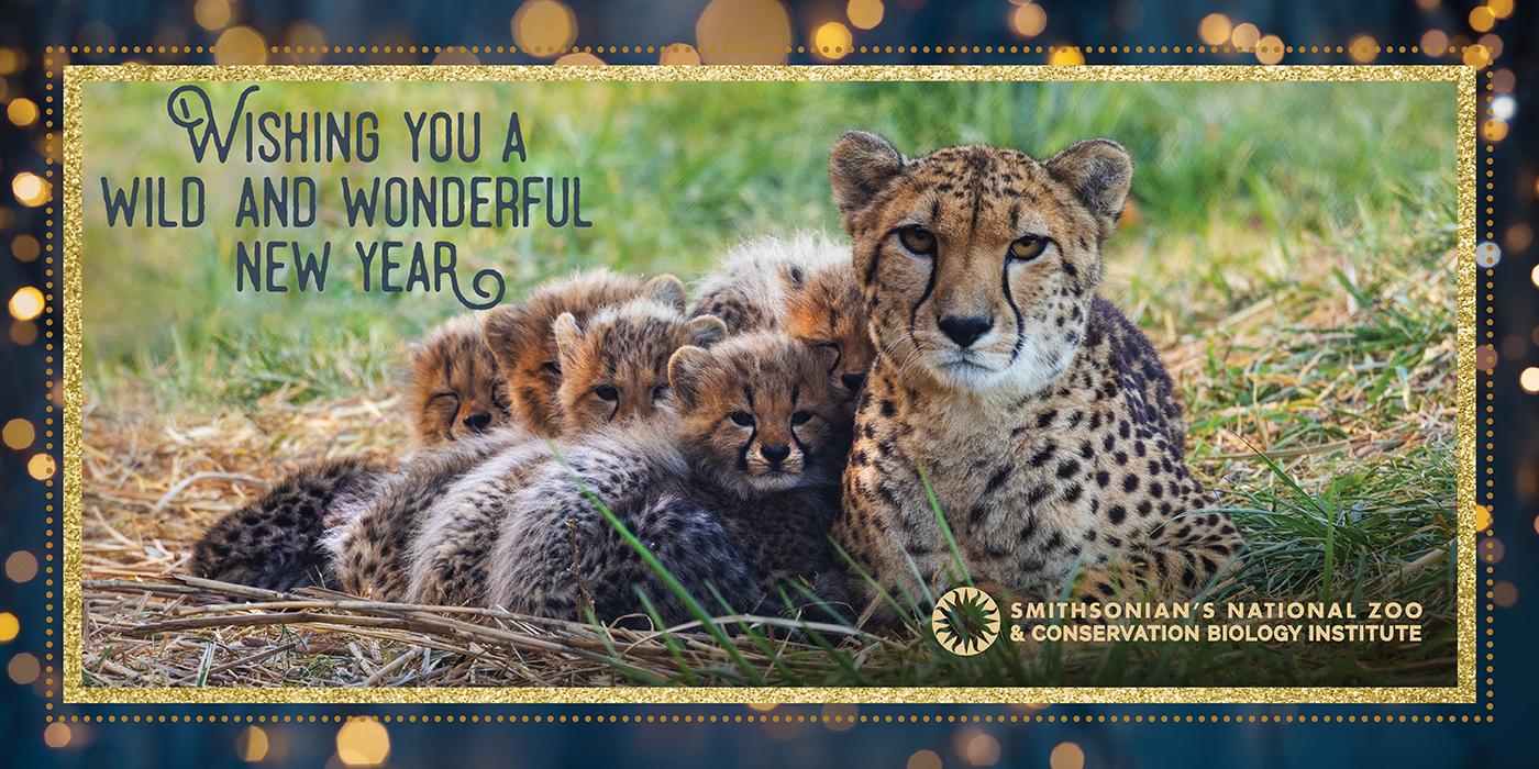 A cheetah mom with five cubs tucked in next to her. The text reads "Wishing you a wild and wonderful new year!"