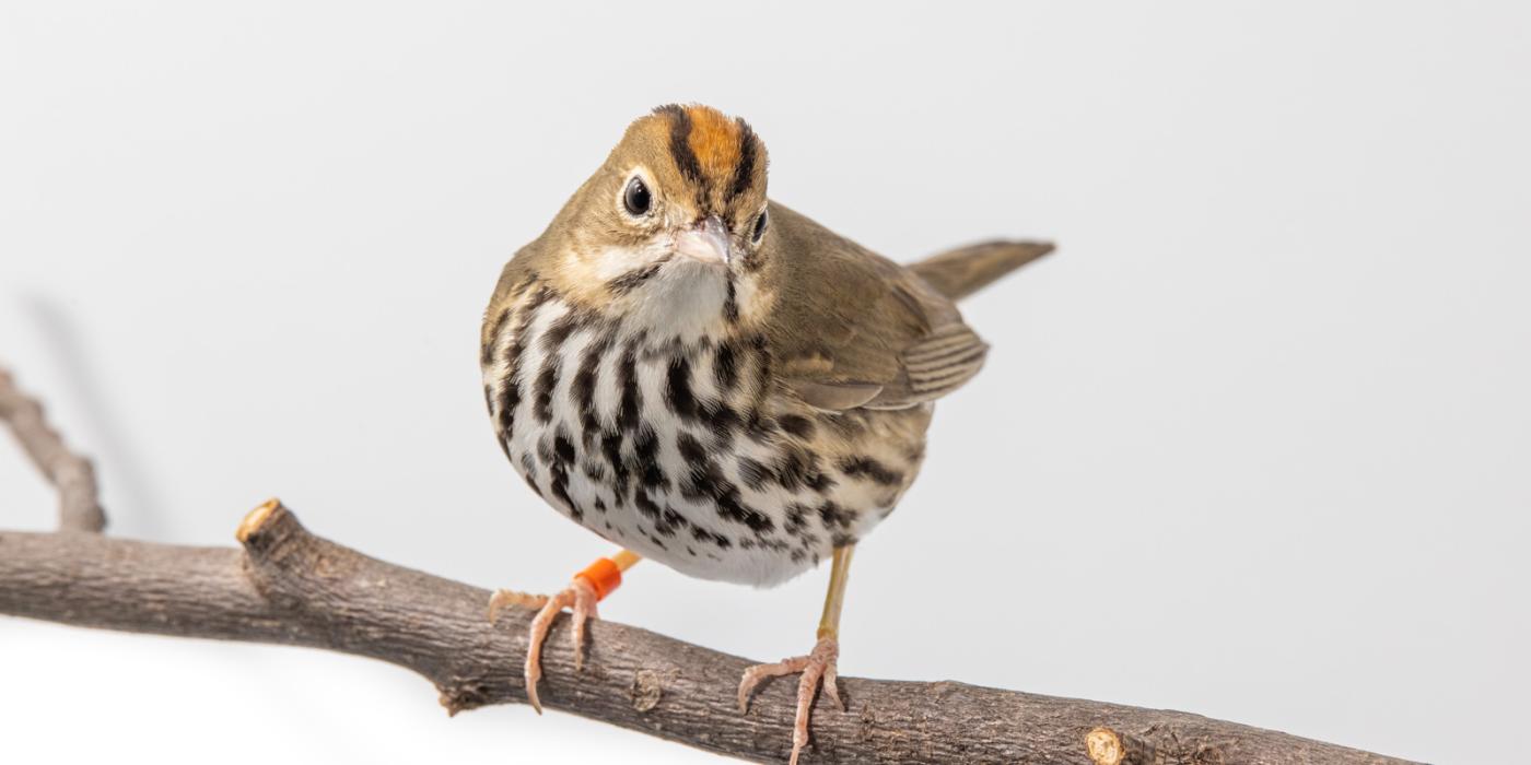 Ovenbird perched on a tree branch in front of a white background