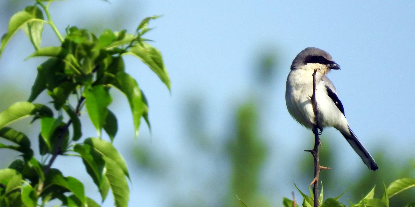 Loggerhead Shrike