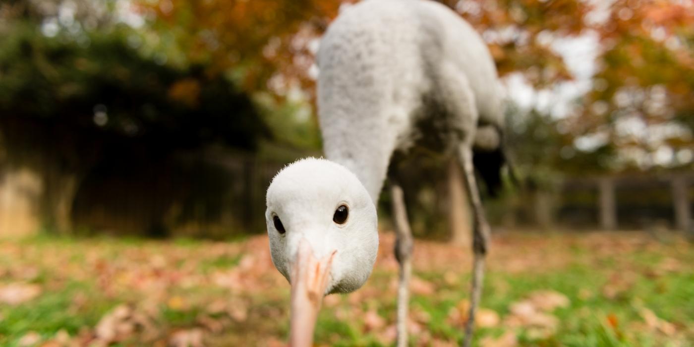 Close-up of a blue crane with her head pointed toward the camera