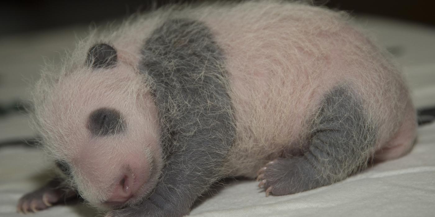 Sept. 8, 2019: Giant panda cub Bei Bei at 2 weeks old.