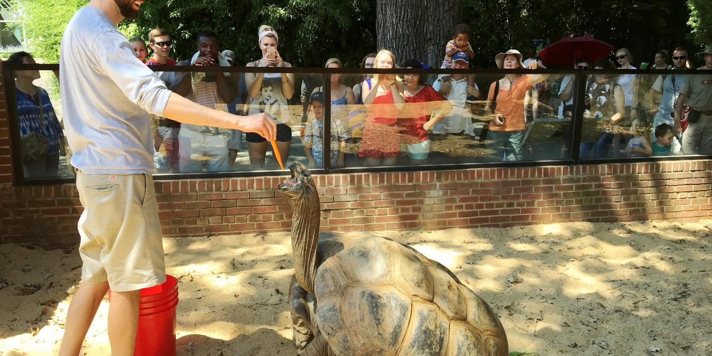 Keeper Matt Neff dangles a carrot above an Aldabra tortoise's mouth to demonstrate how they reach for food in the trees.
