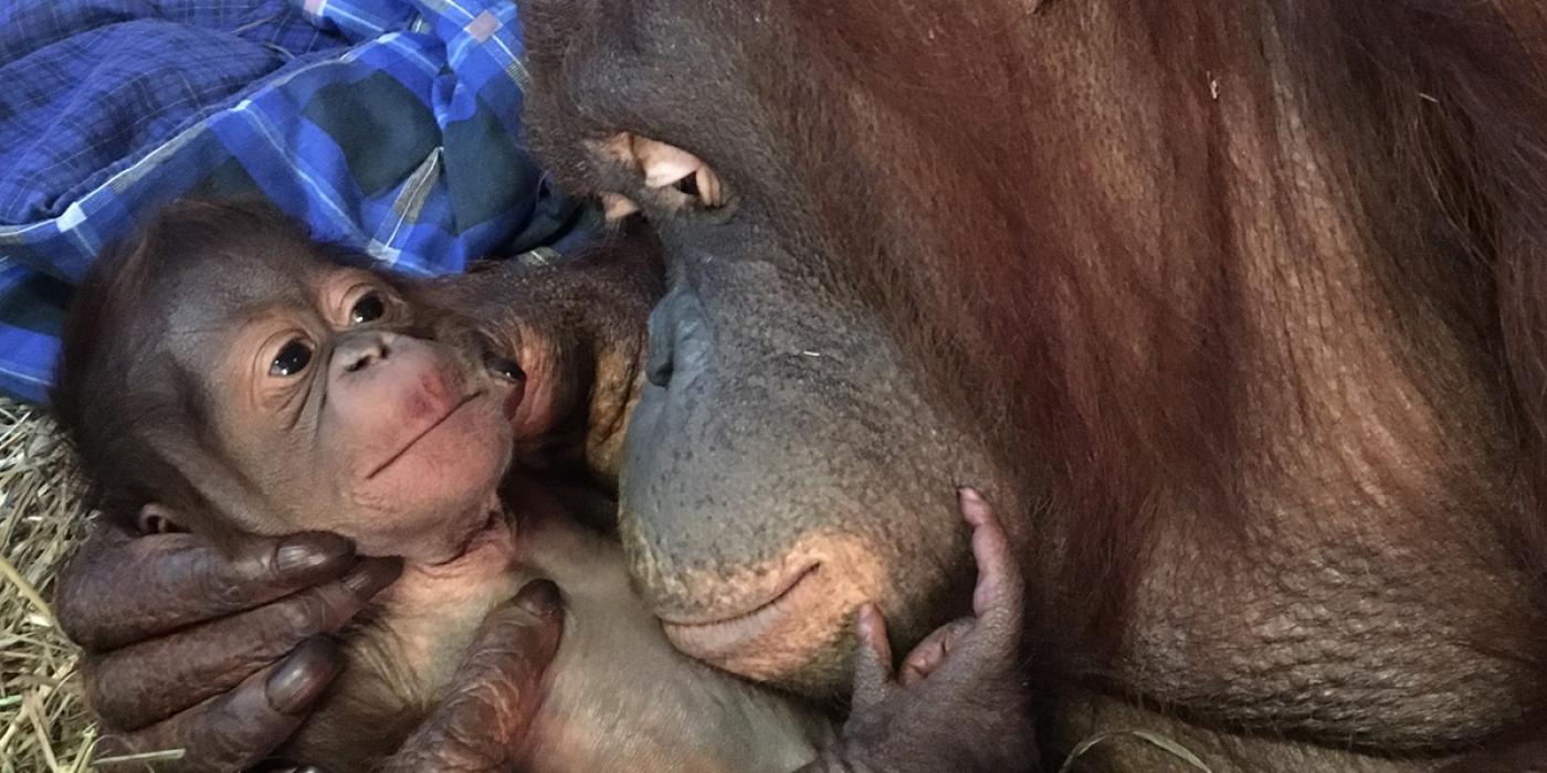 Batang cradles her newborn son, Redd, moments after his birth Sept. 12, 2016.