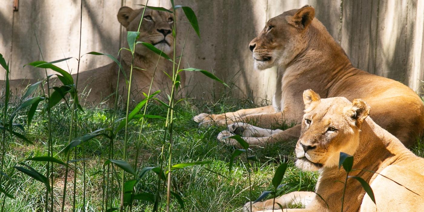 Female Lions Naba, Shera and Amahle