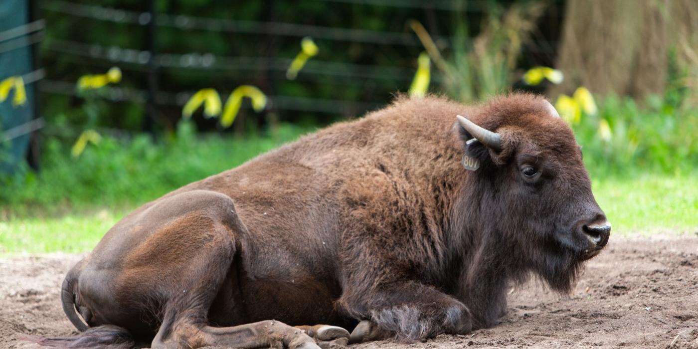 American bison Lucy