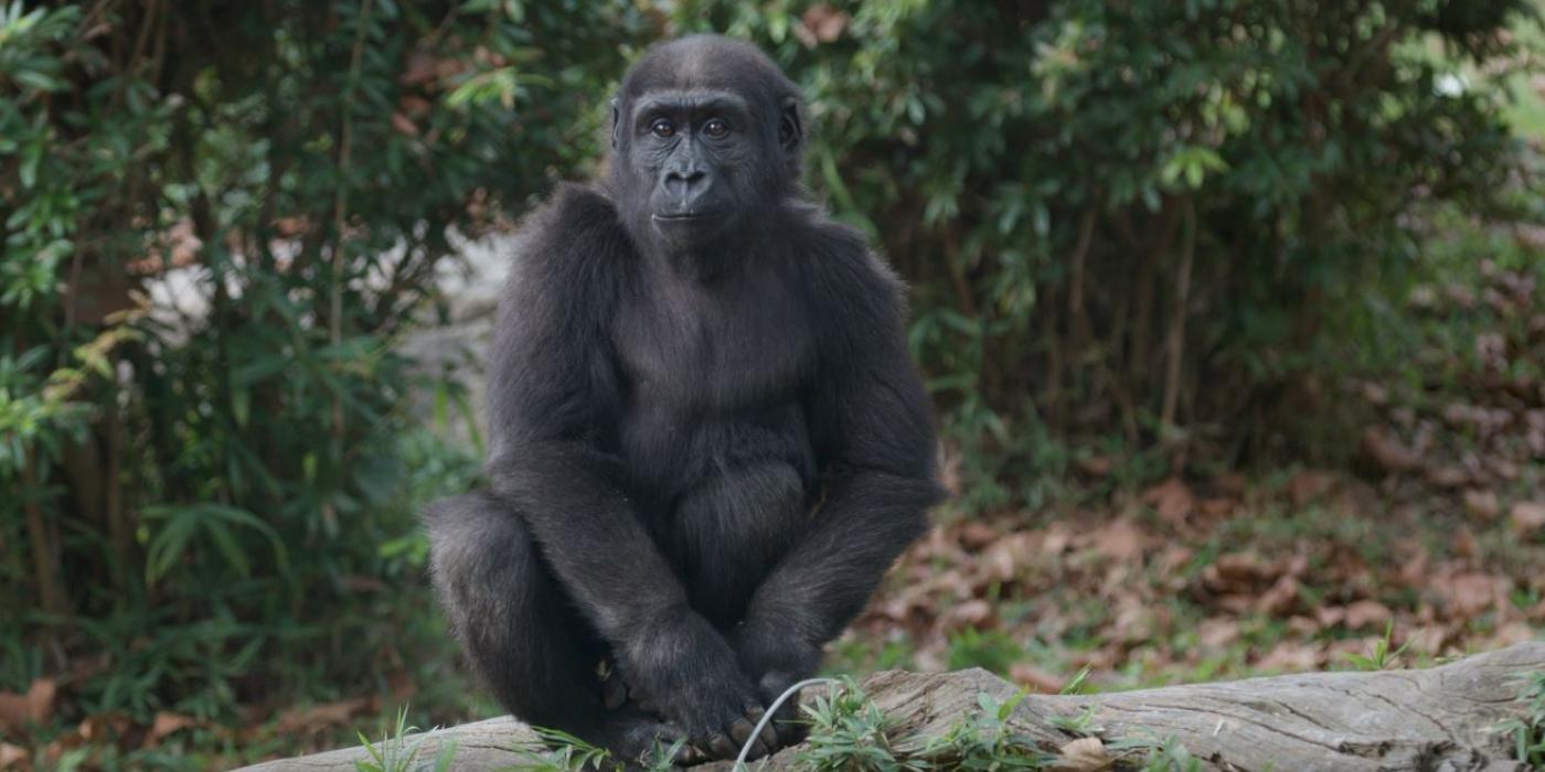 Western lowland gorilla Moke sits atop a log in the Great Ape House outdoor yard.