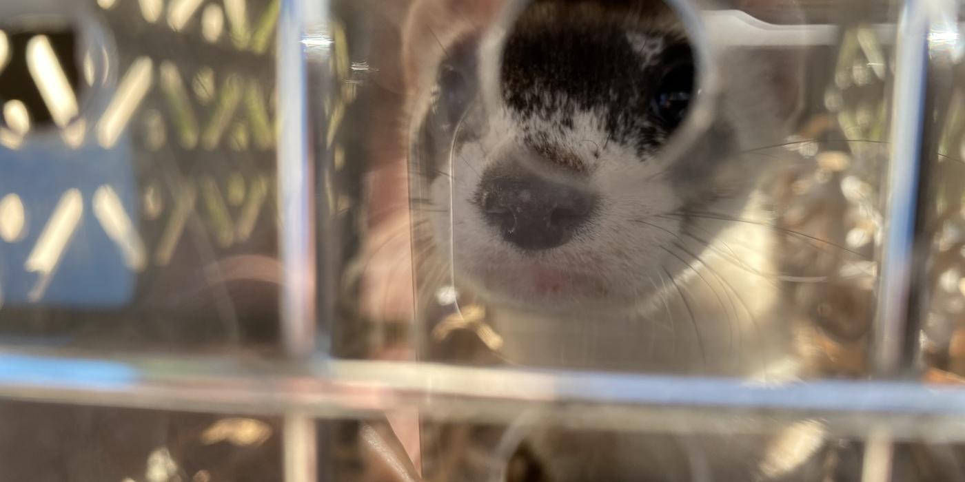 A black-footed ferret looks out a hole of its kennel during transportation. The front of the kennel has silver bars going vertically and horizontally, and is covered in a thick plastic with circular holes.