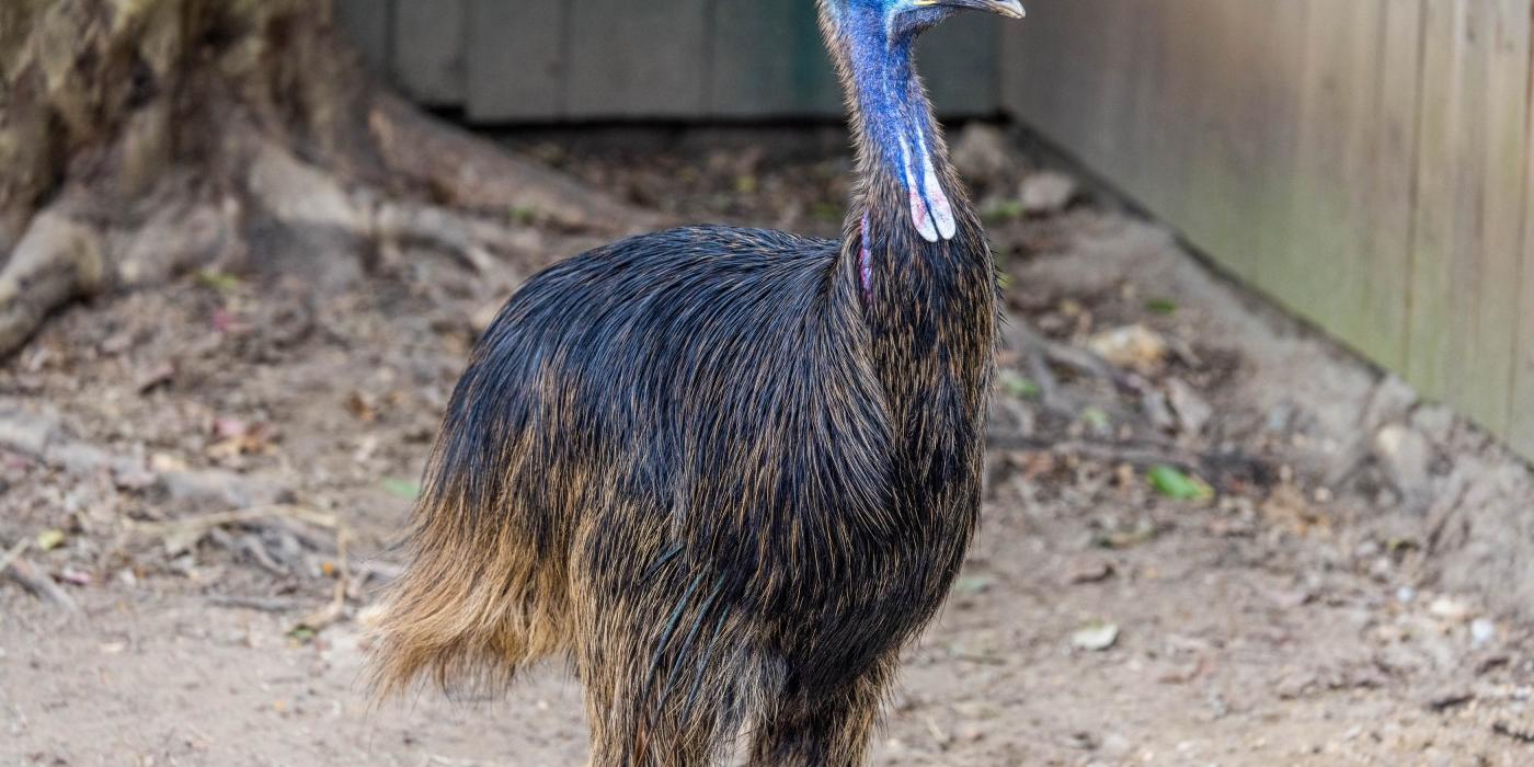 Cassowary Dundee standing in his habitat at the Bird House. 