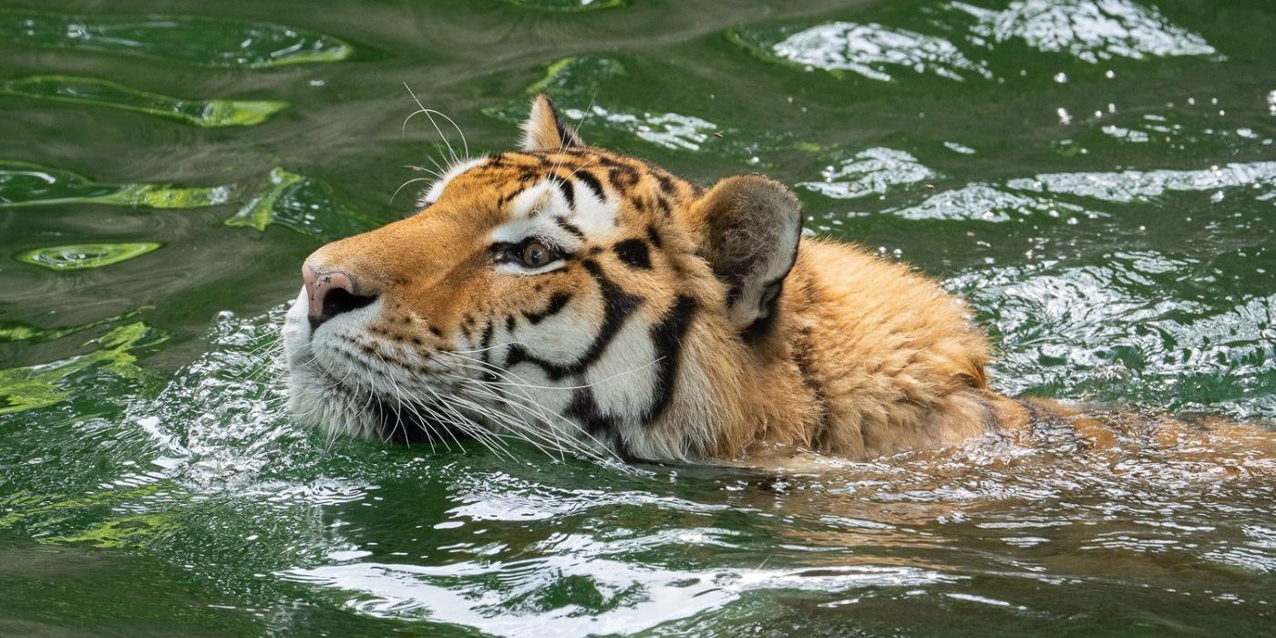 Amur tiger Metis goes for a swim in the moat of the Great Cats habitat. 