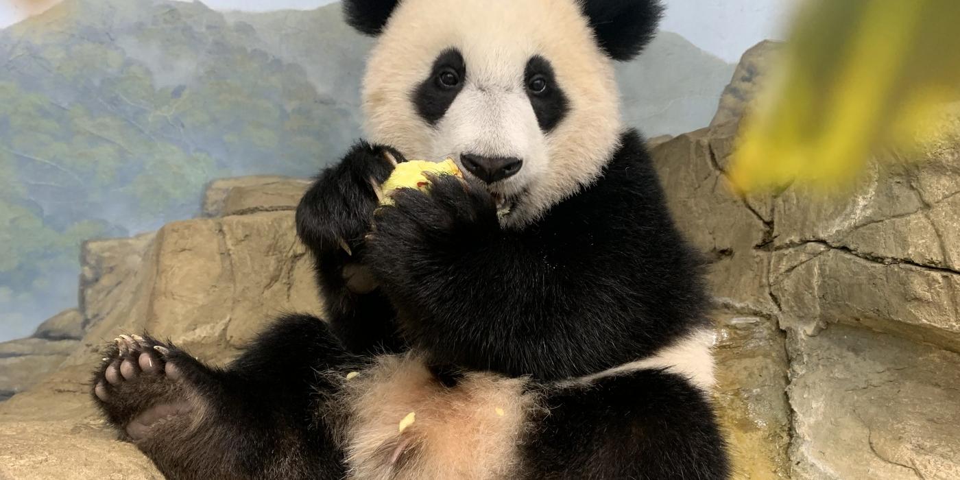 Giant panda cub Xiao Qi Ji sits atop the rockwork eating an apple.