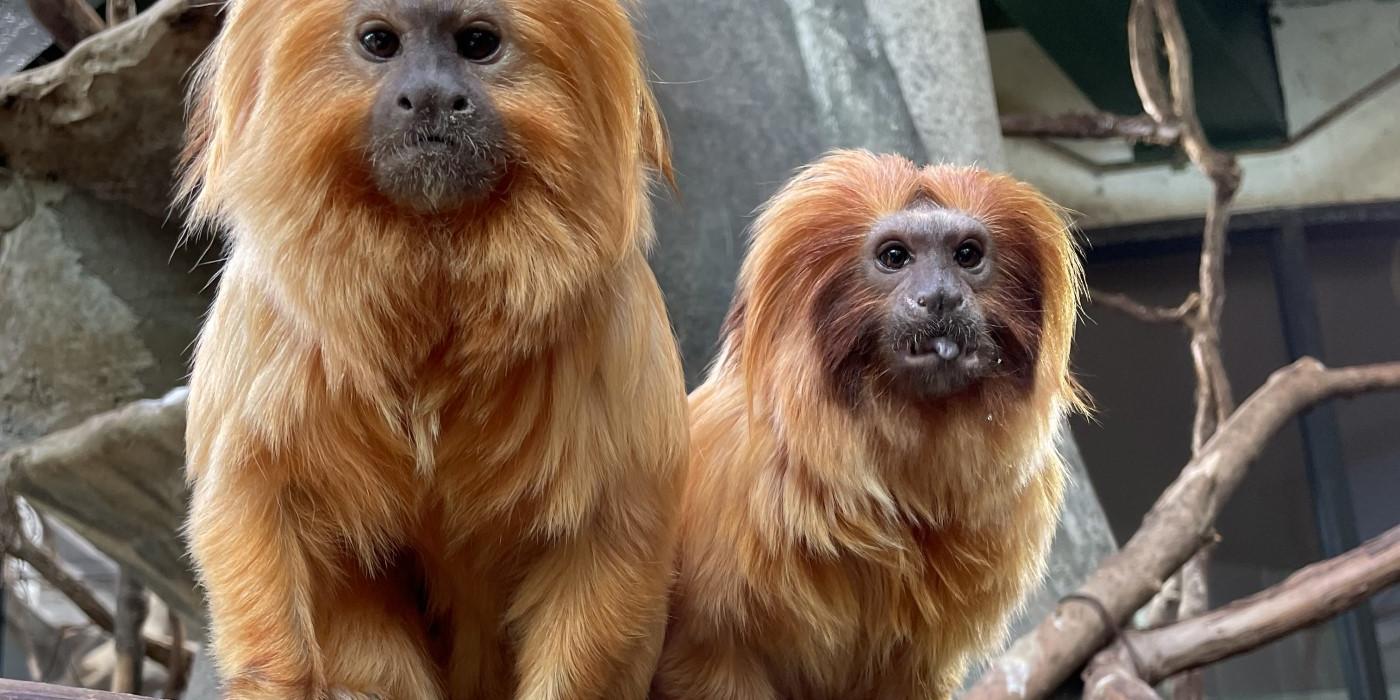 Two golden lion tamarins perch on a branch in an indoor exhibit with additional branches going different directions behind them. Both tamarins are looking at the camera and the right one (female, Gemma) is sticking her tongue out.
