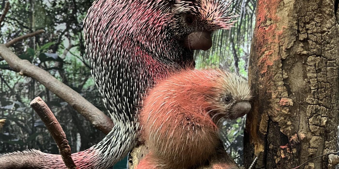 Prehensile-tailed porcupine Beatrix(left) and Fofo (right)